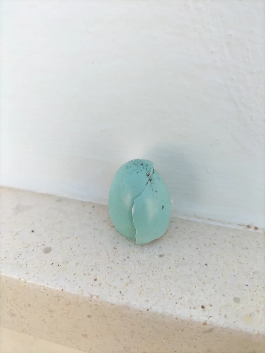 Cracked Blue Egg