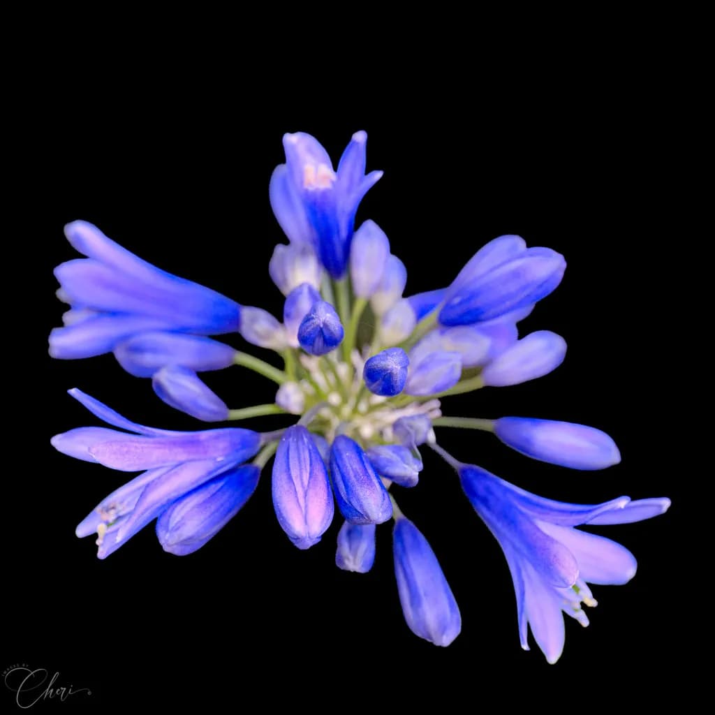African Lily Bloom