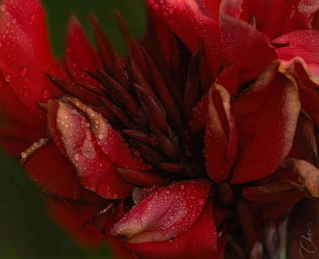 Canna Lily Droplets