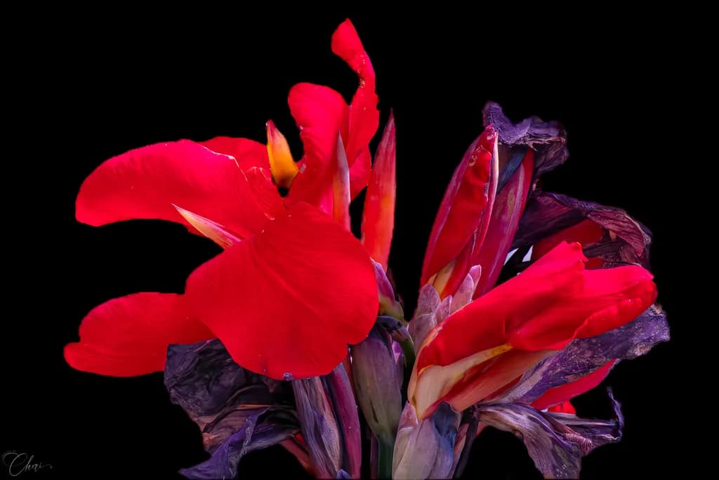 Dark Canna Bloom