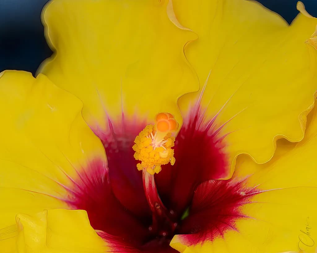 Veras Garden Hibiscus