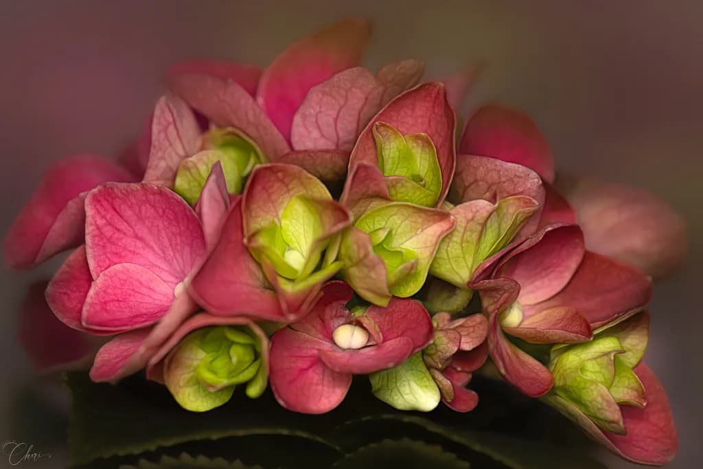 Pink Hydrangea Bloom