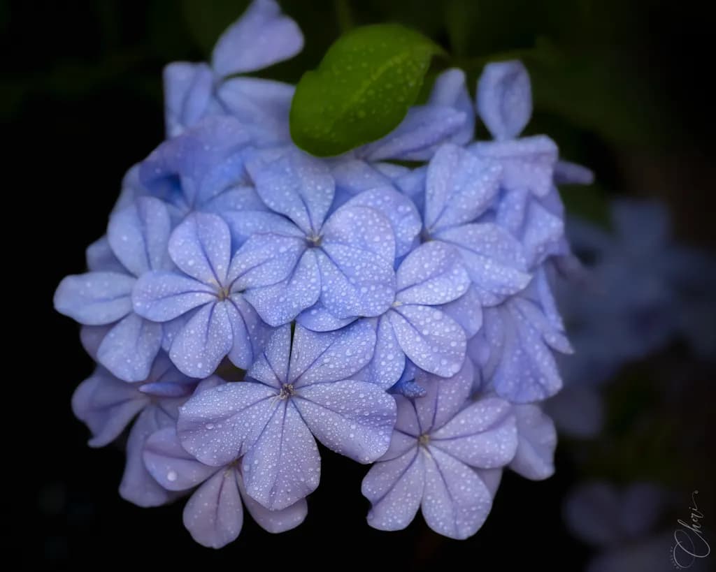 Plumbago Beauty