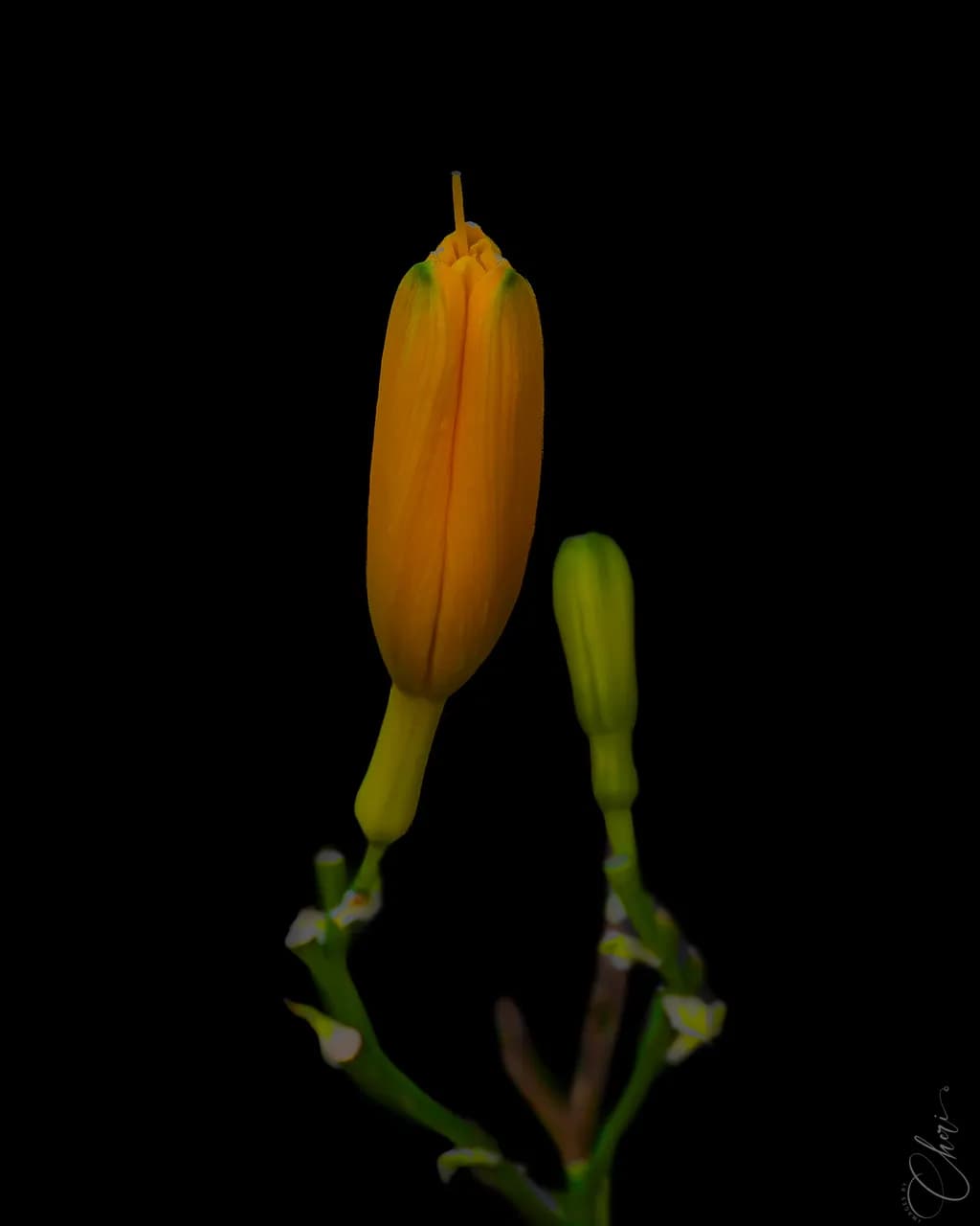Daylily Bud