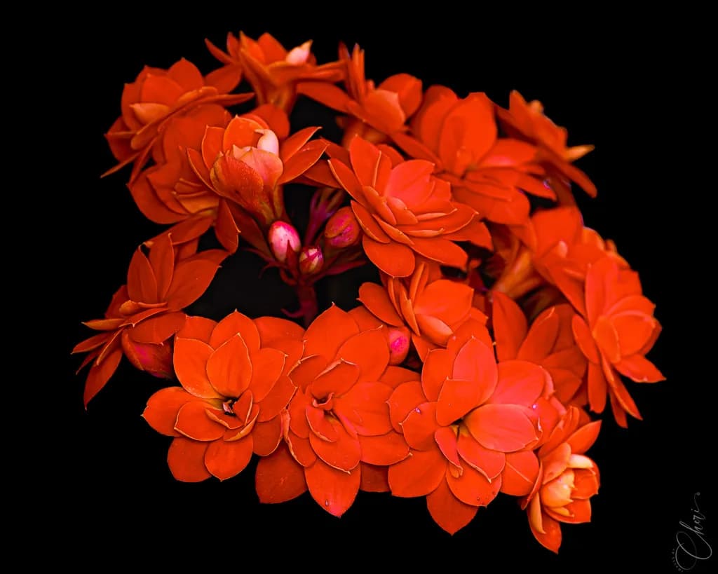 Orange Hydrangea Glow