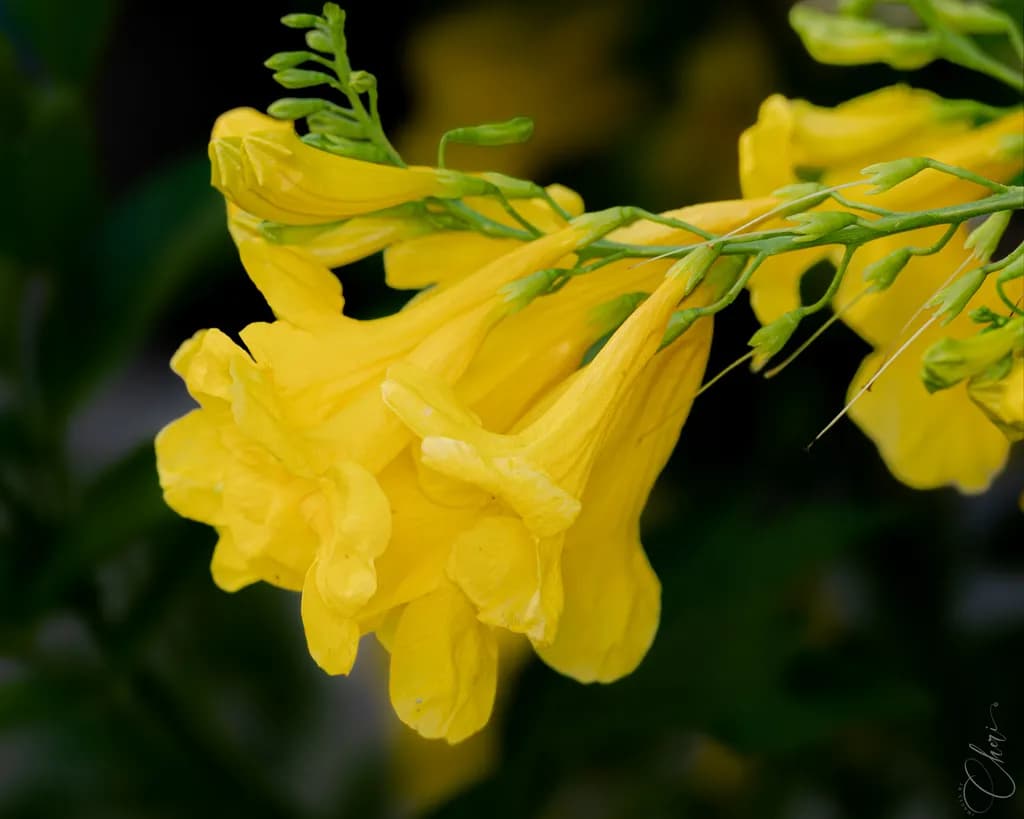 Esperanza Bloom