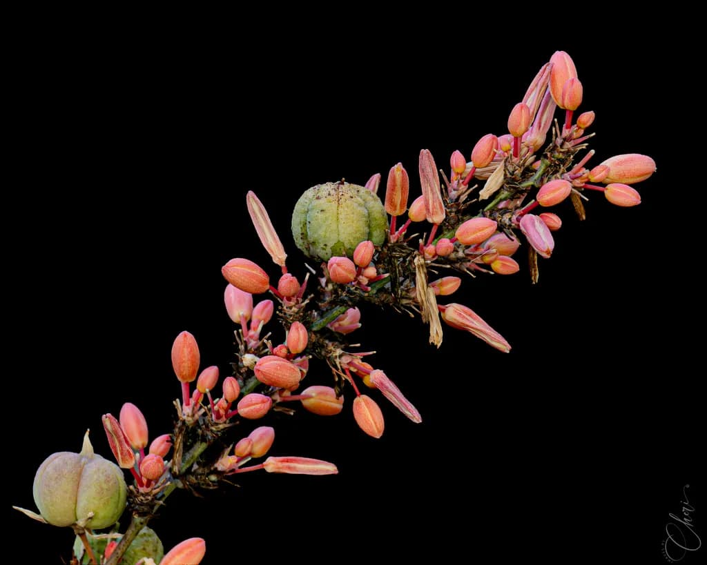 Cactus Bloom