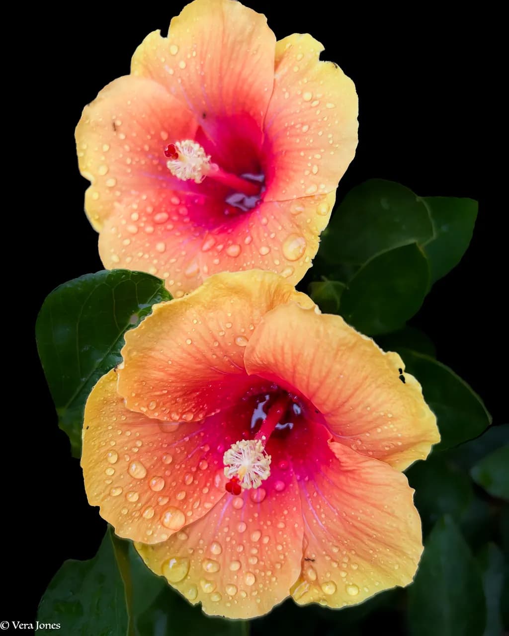 Shot of Hibiscus