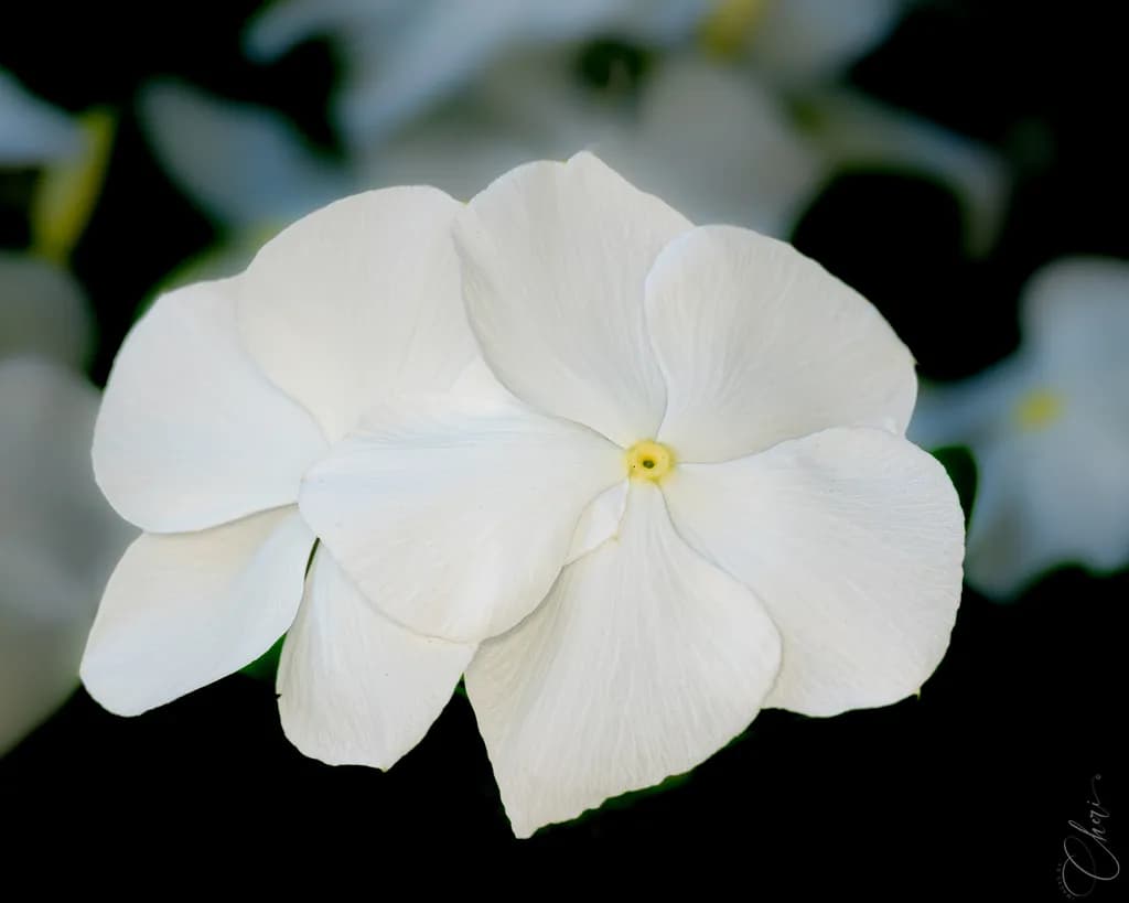 White Vinca Duo
