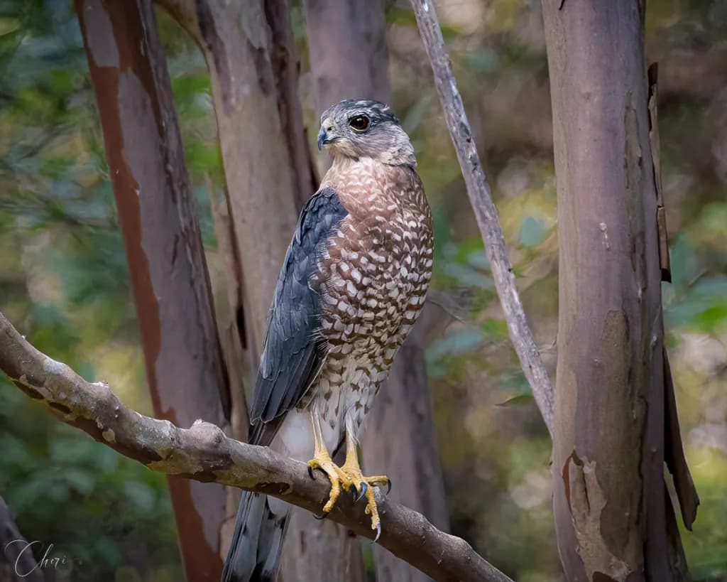 Cooper's Hawk Closeup in Trees