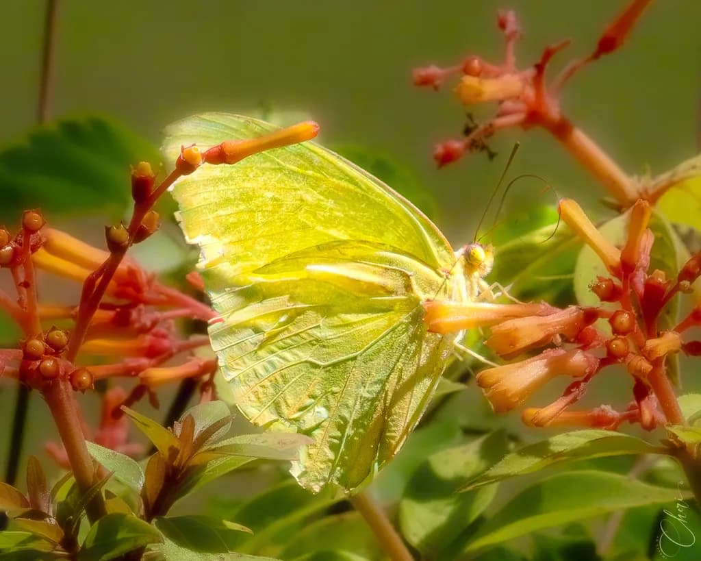 Dreamy Cloudless Sulphur