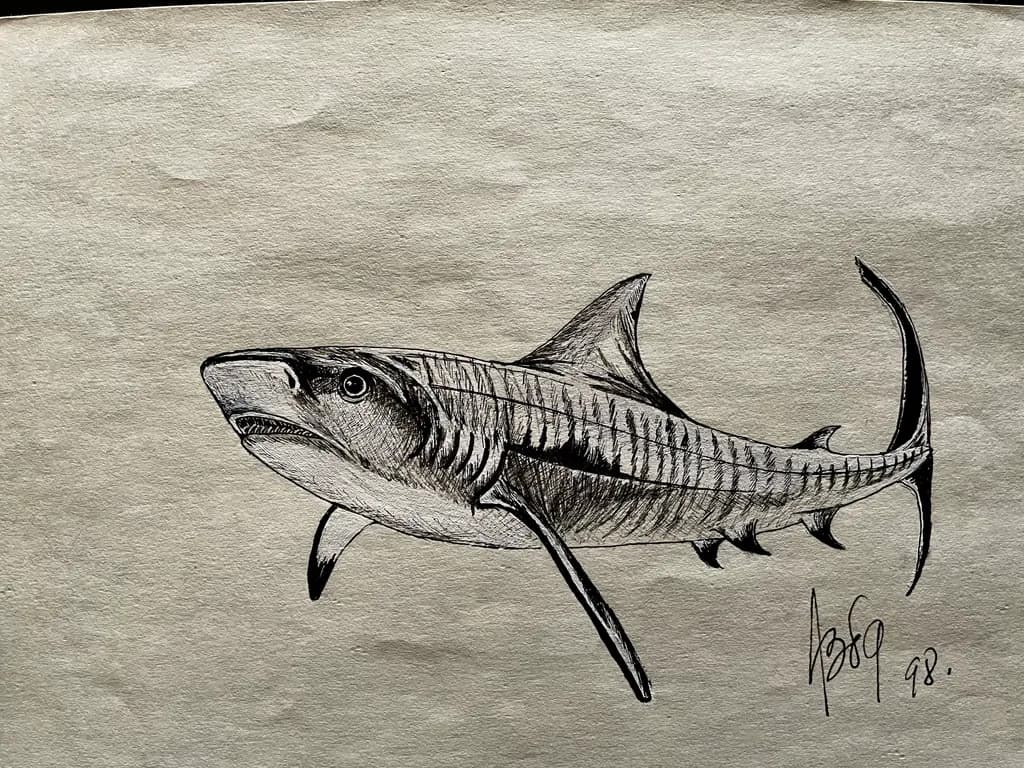 Tiger Shark Ink Study