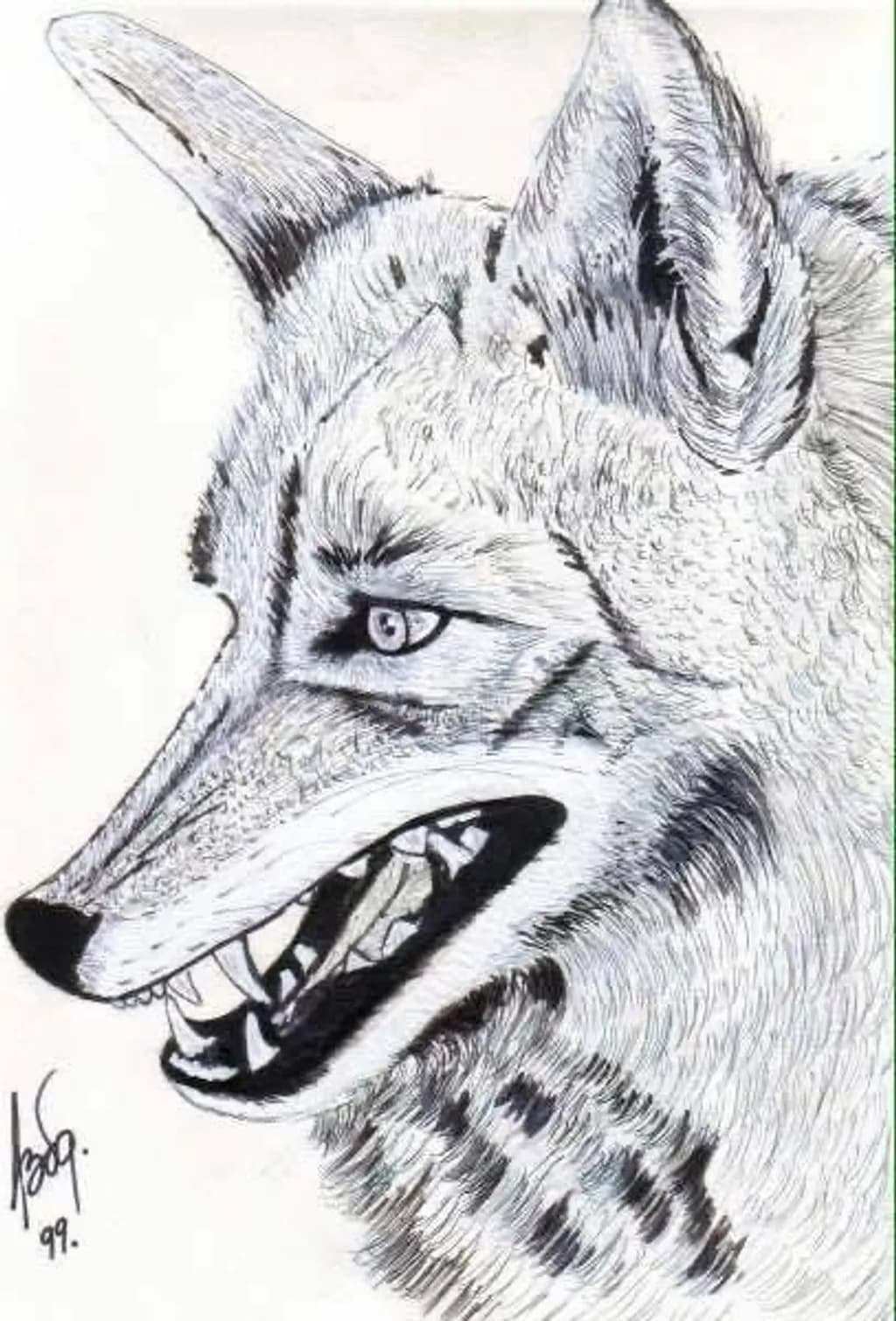 Fierce Coyote
