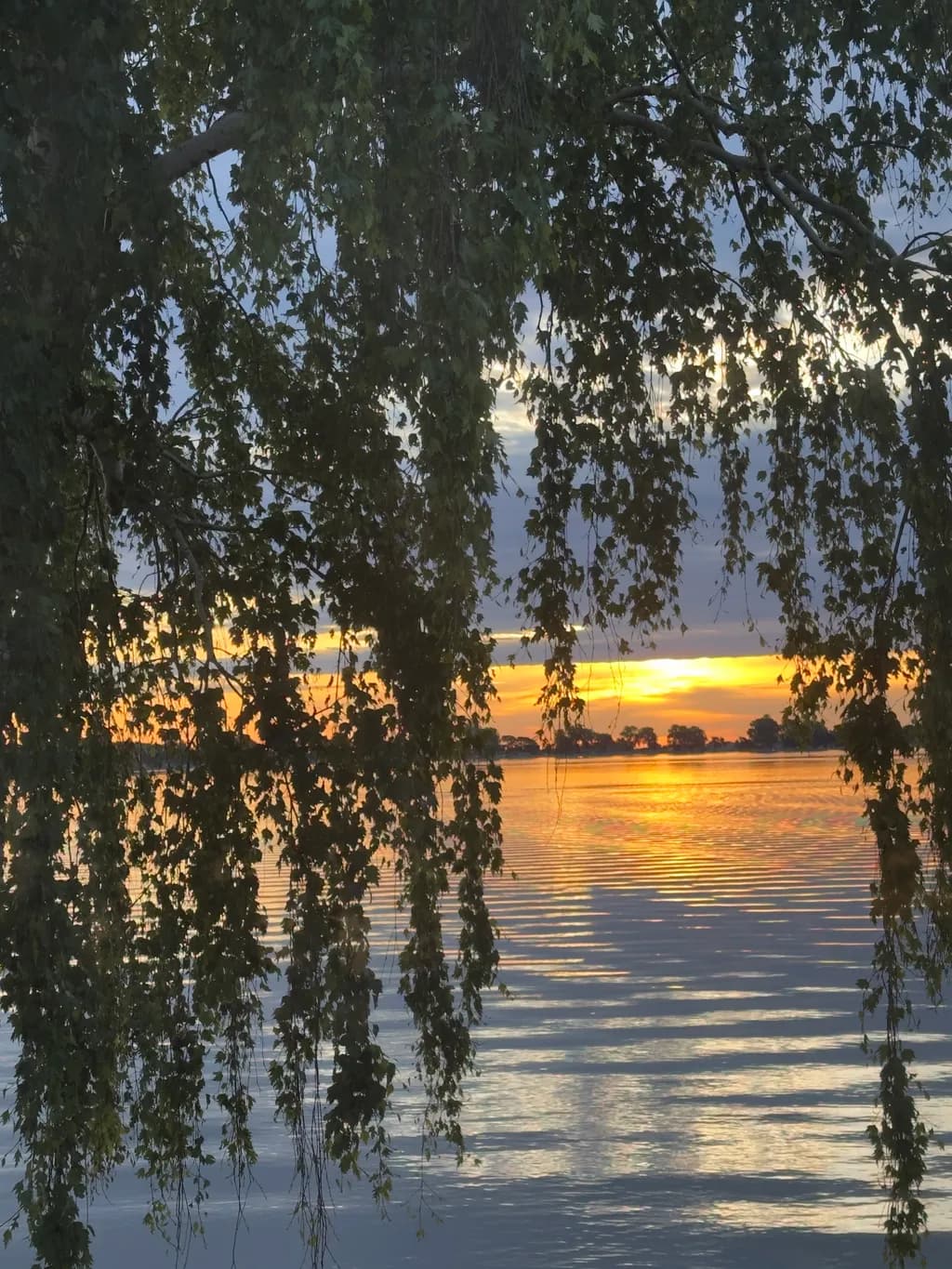 Sunset Through Willows