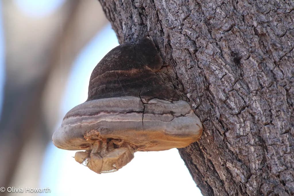 Tree Bracket Fungus