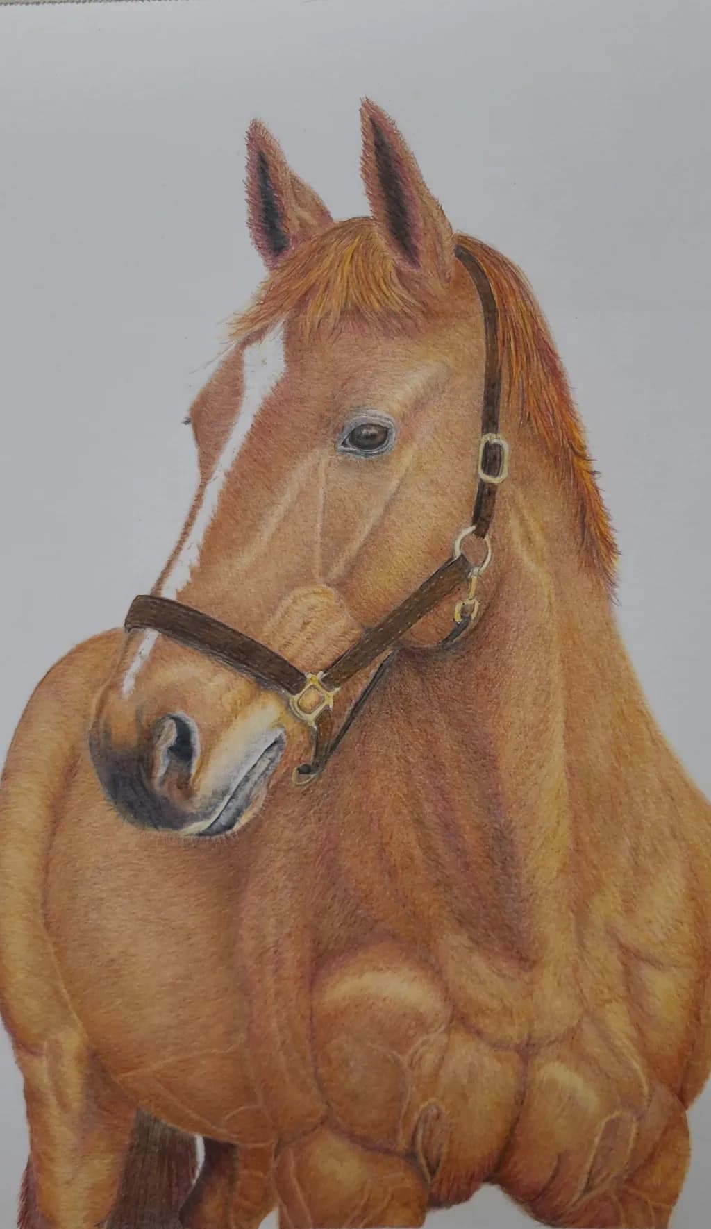 Chestnut Strength