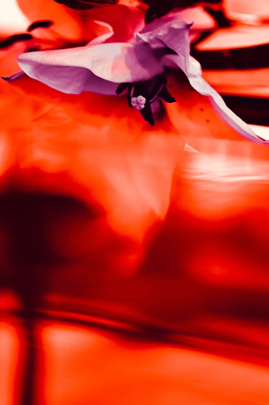 Crimson Bloom