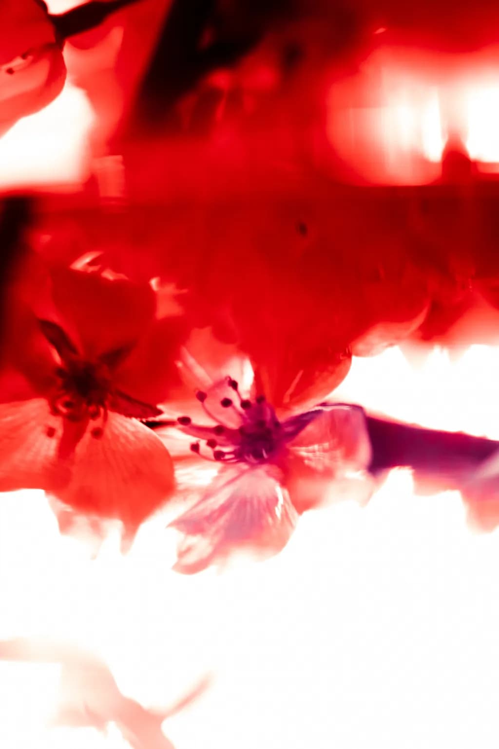 Crimson Bloom