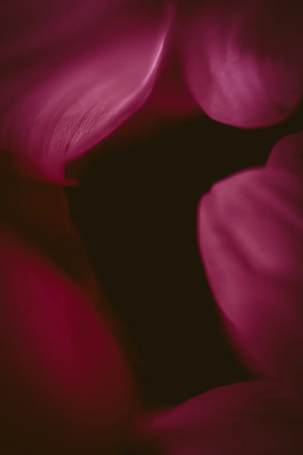 Crimson Veil