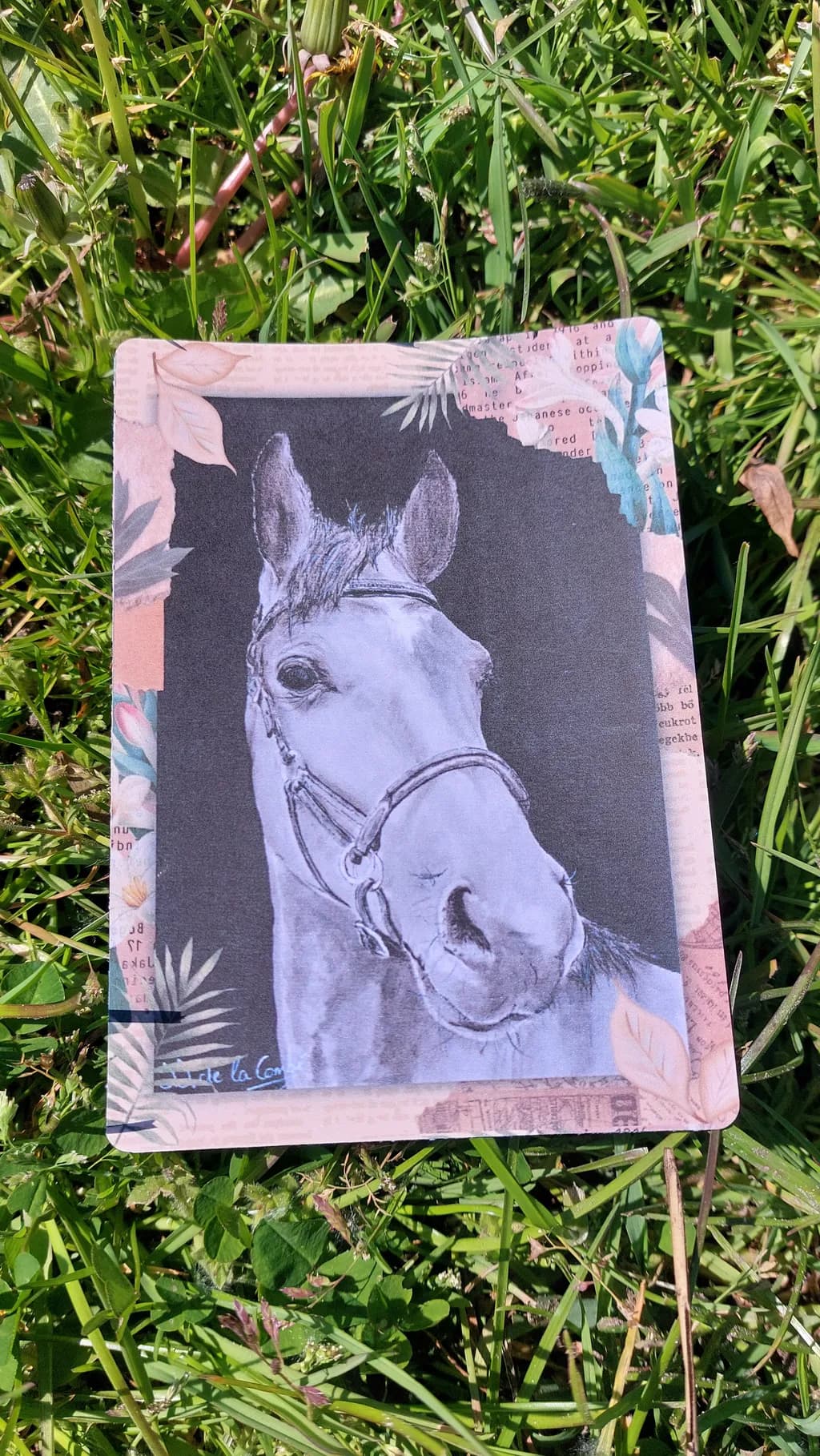 Equine Gaze