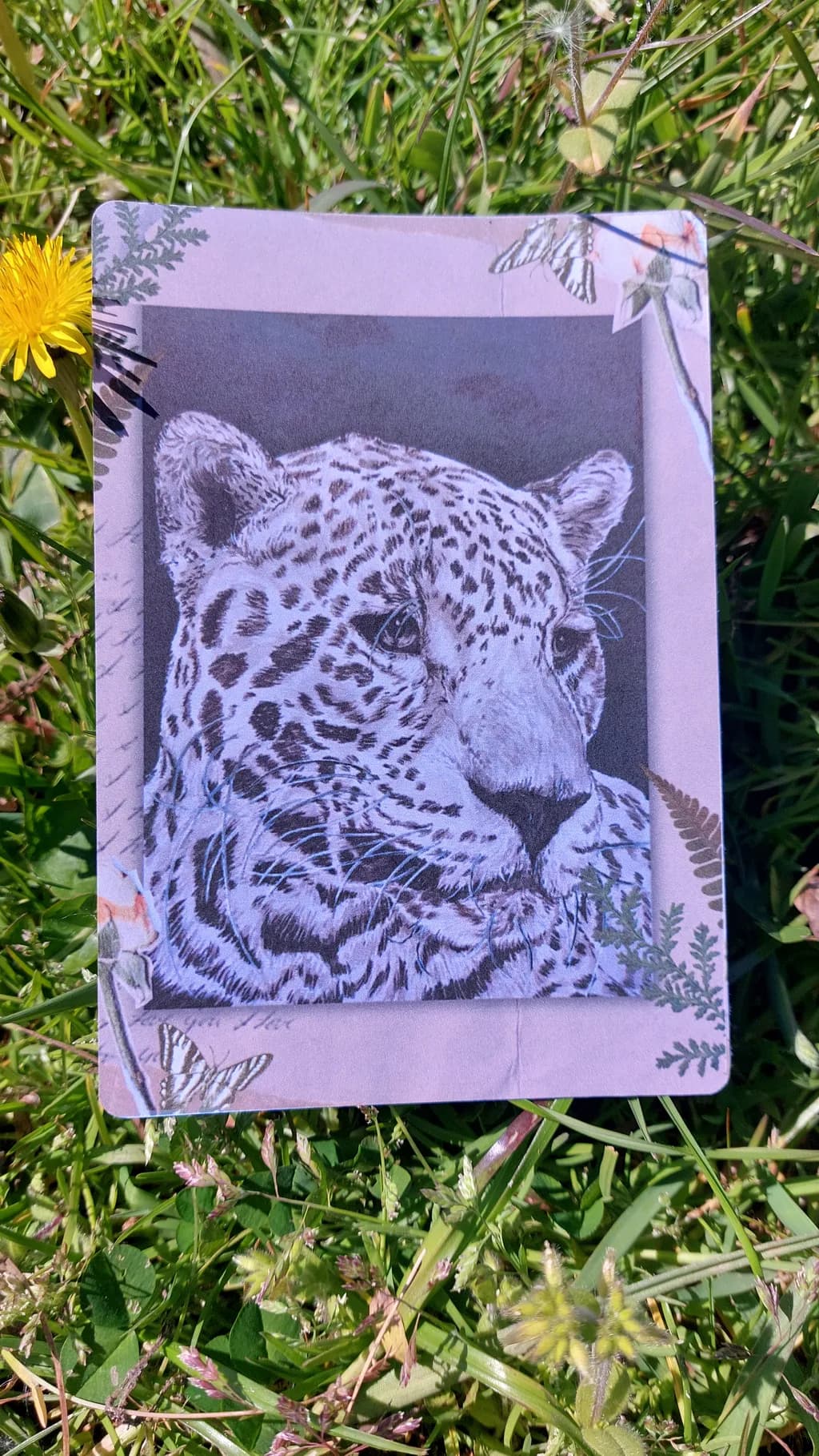 Leopard Gaze