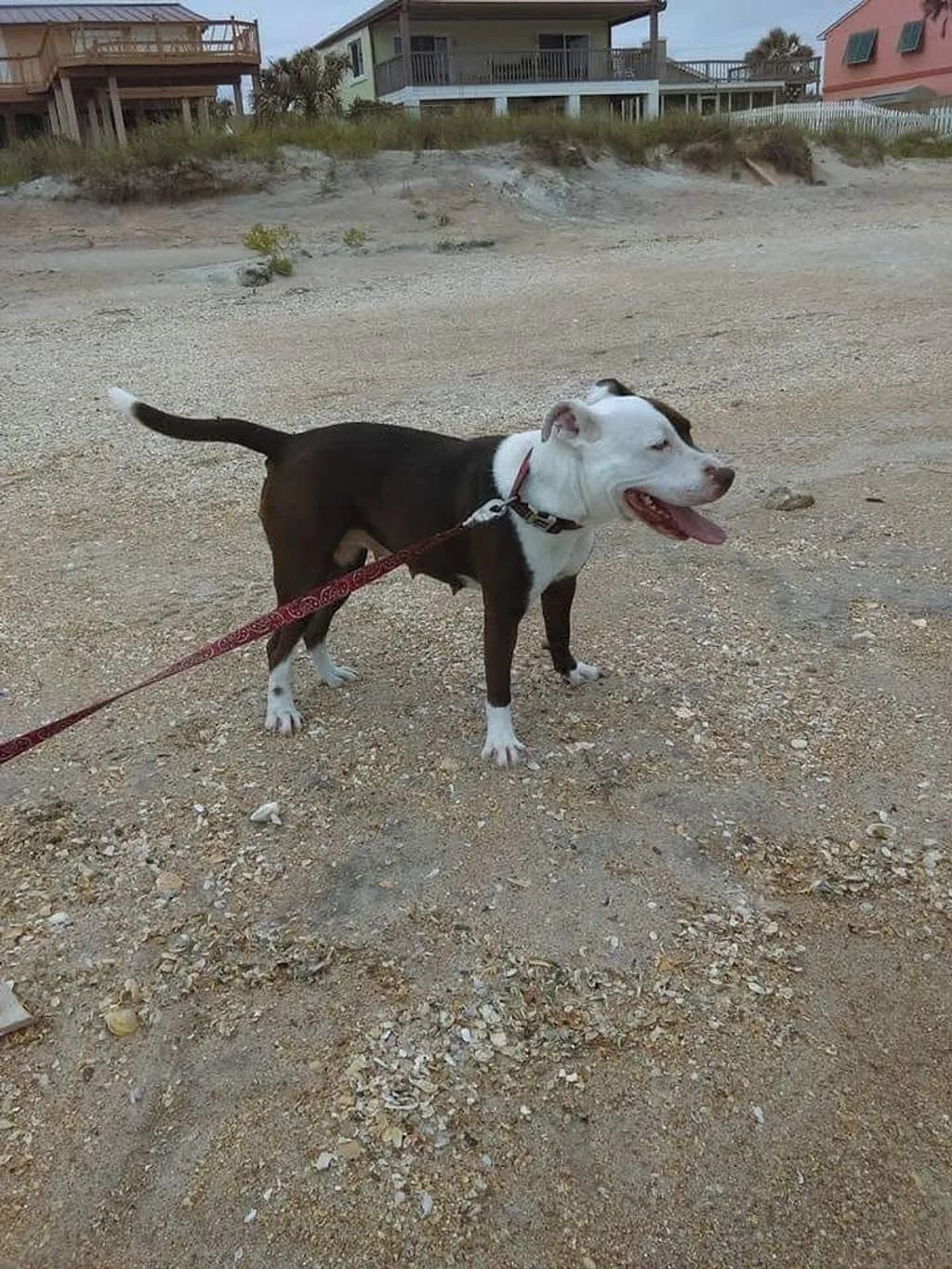 Leashed Beach Explorer