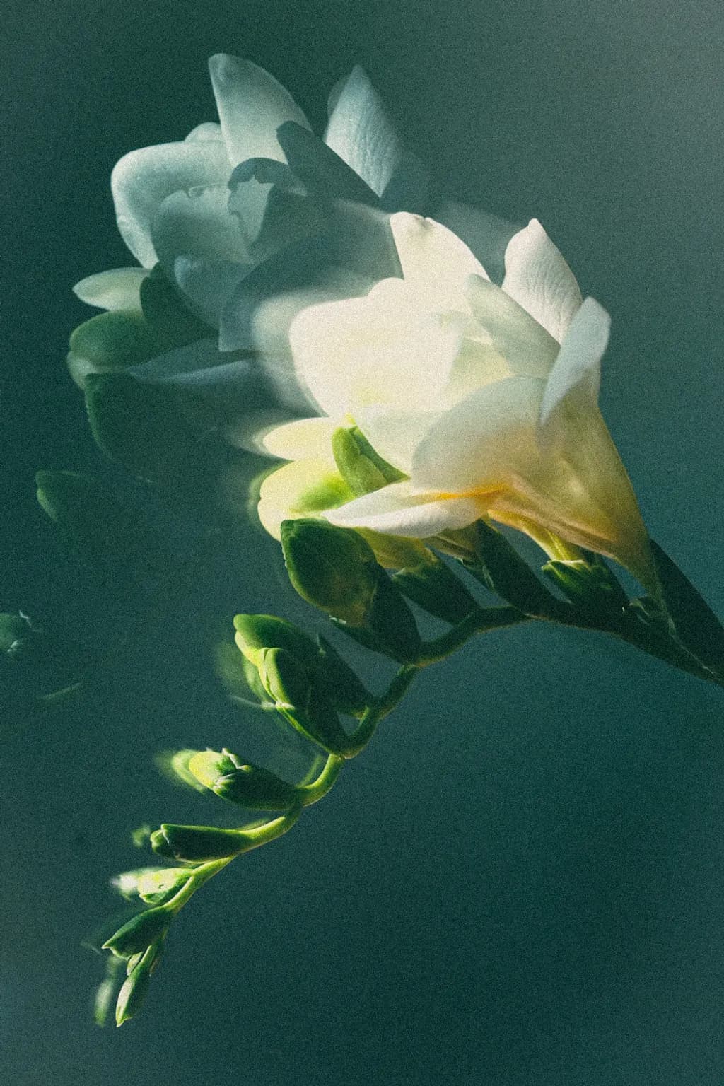 Soft Bloom