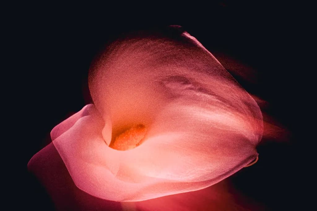 Glowing Calla