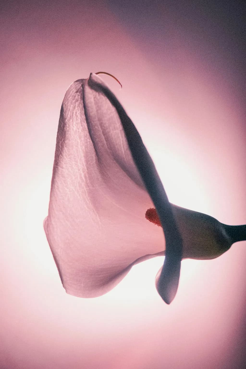 Calla Silhouette