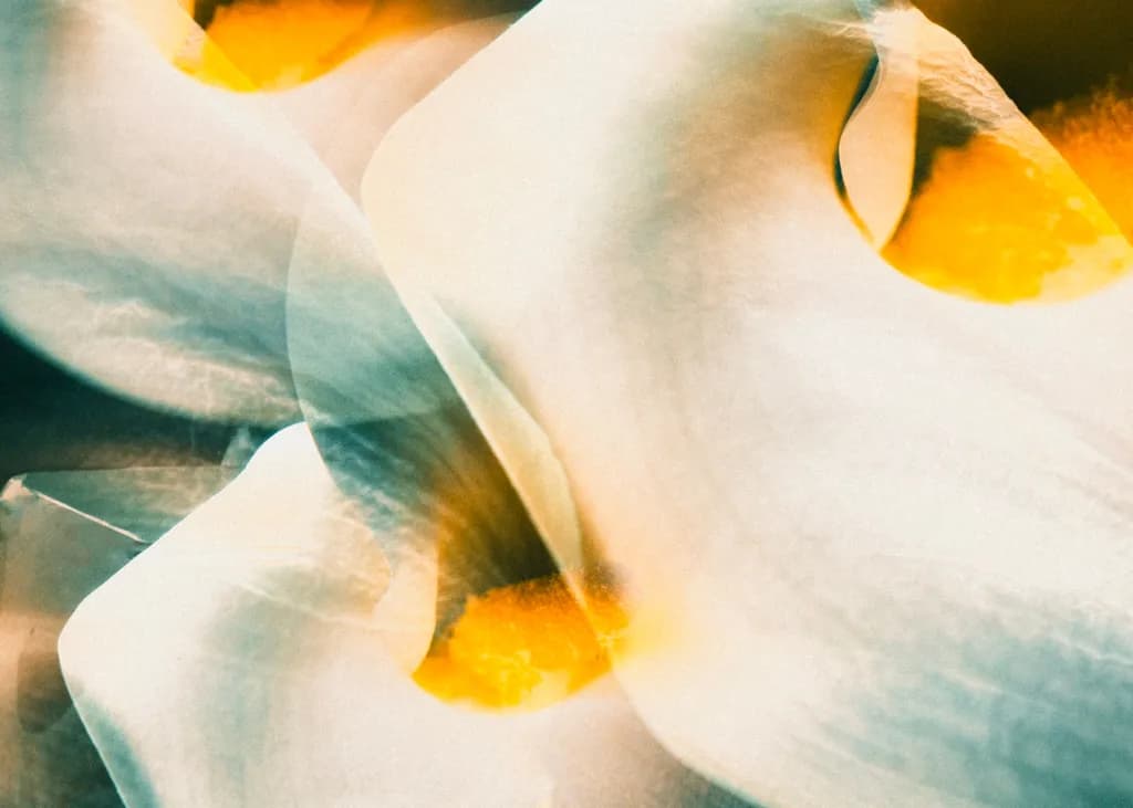Petal Interplay