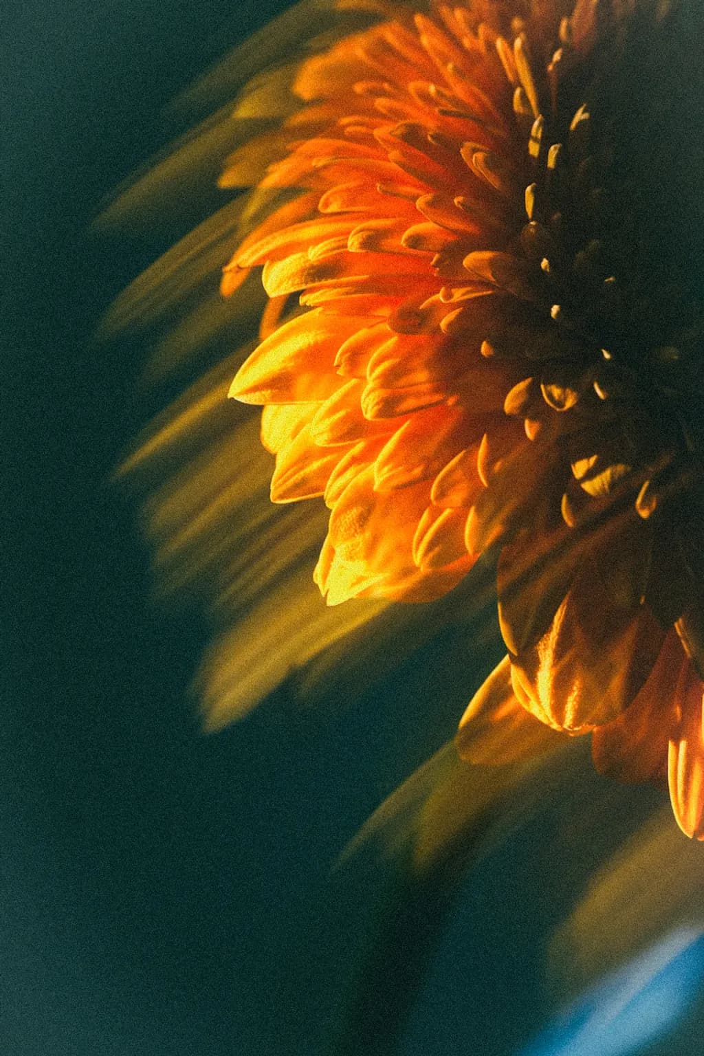 Golden Bloom