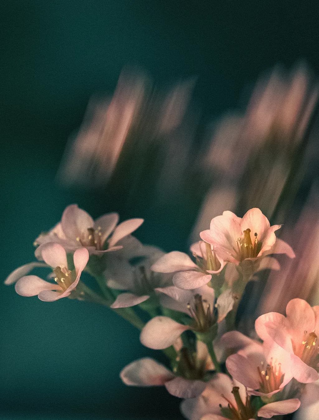 Soft Bloom