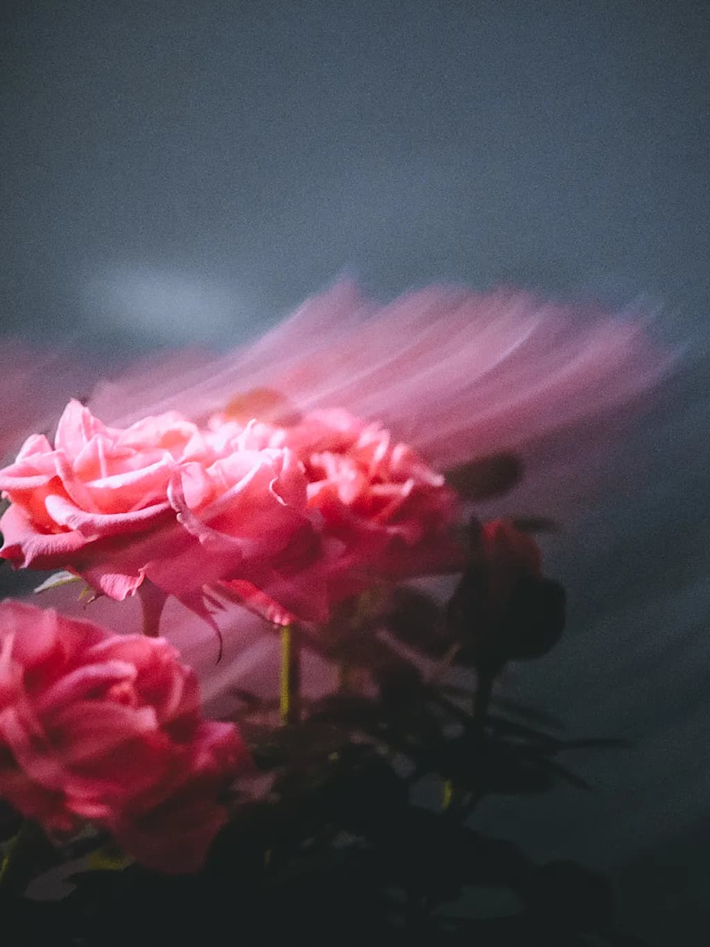 Blush Motion