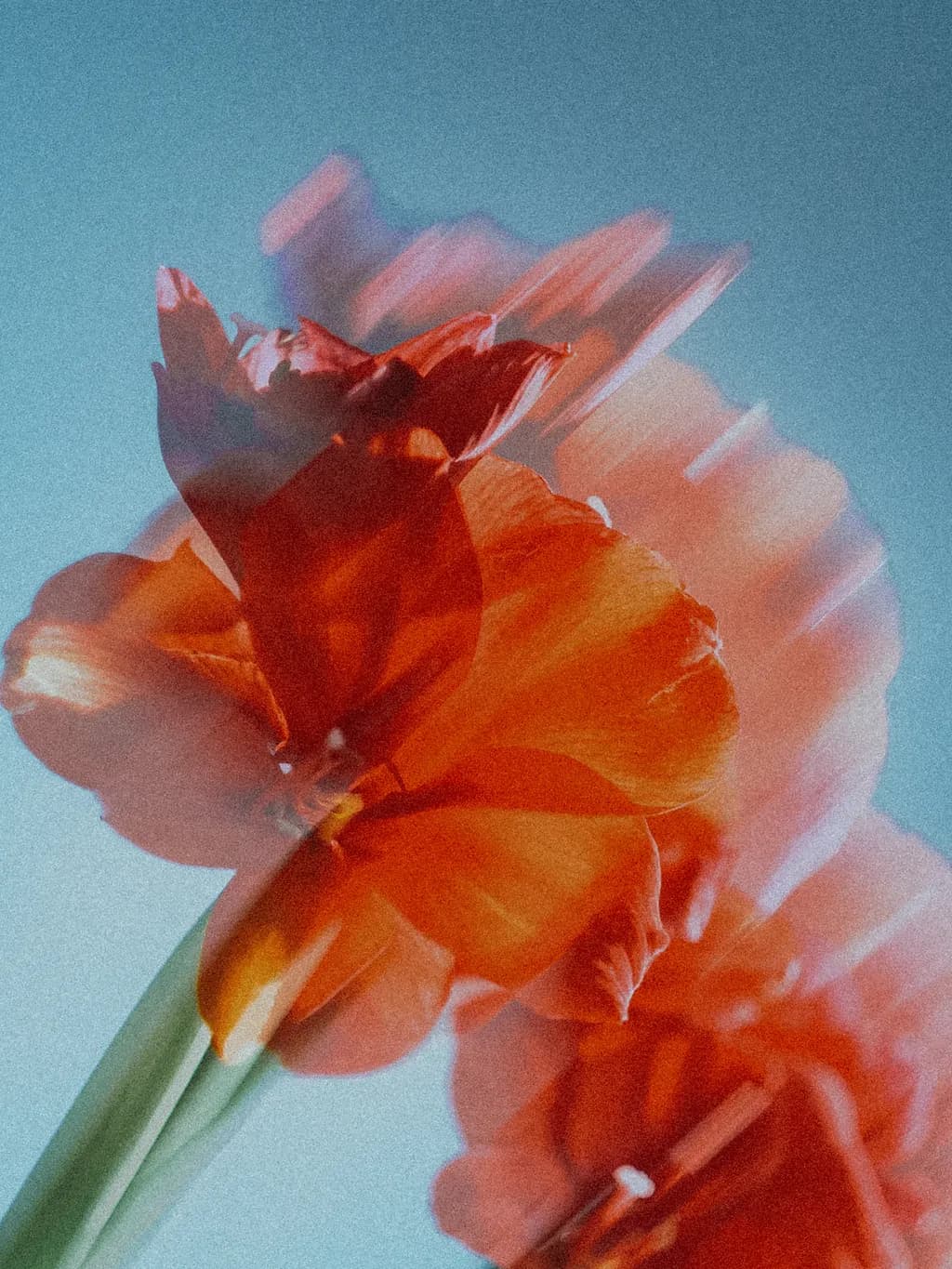 Blended Bloom