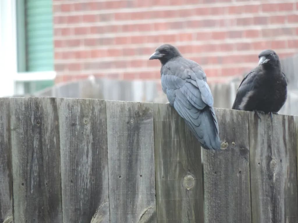 Crows on Fence
