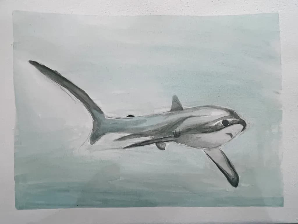 Silly thresher shark