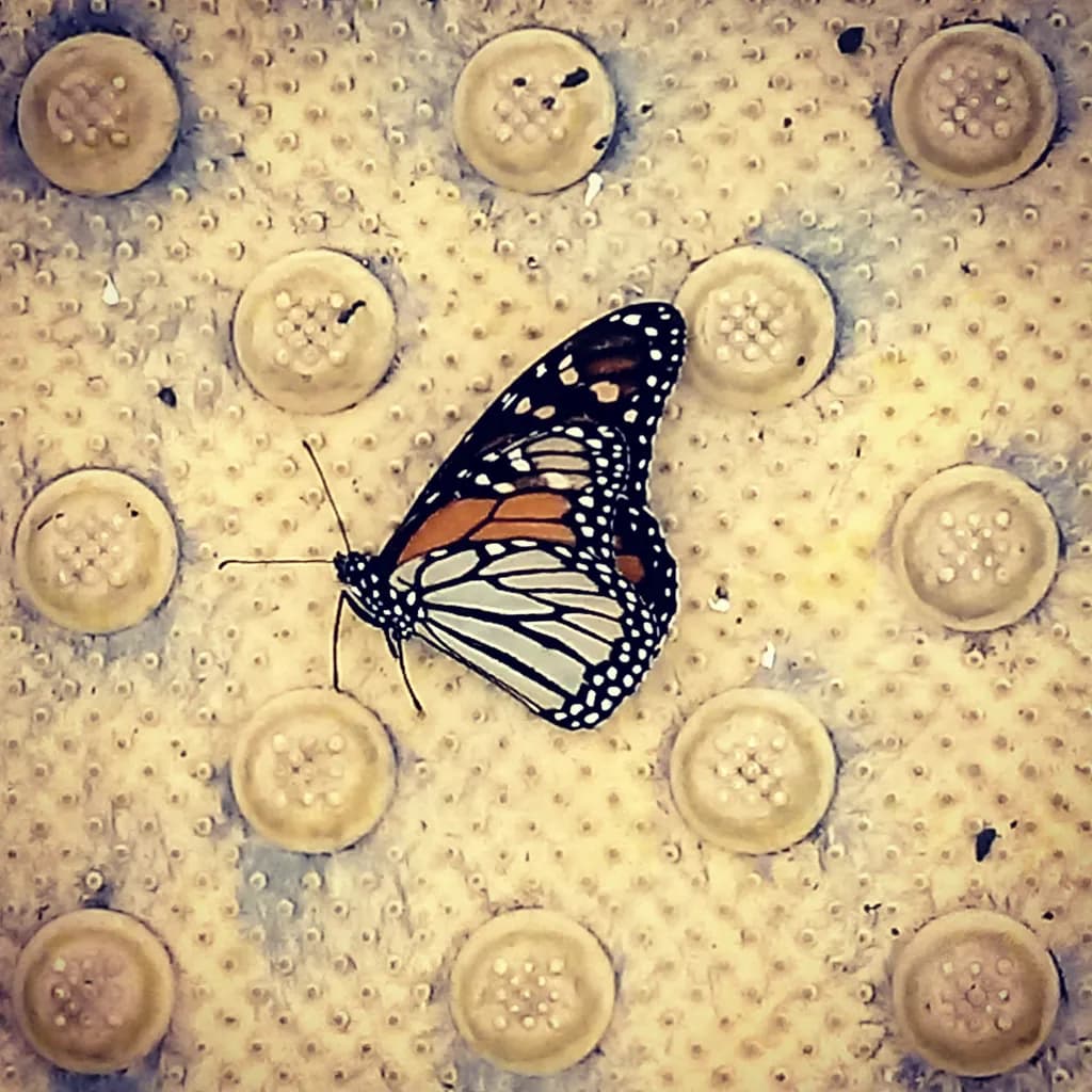 Monarch on Buttons