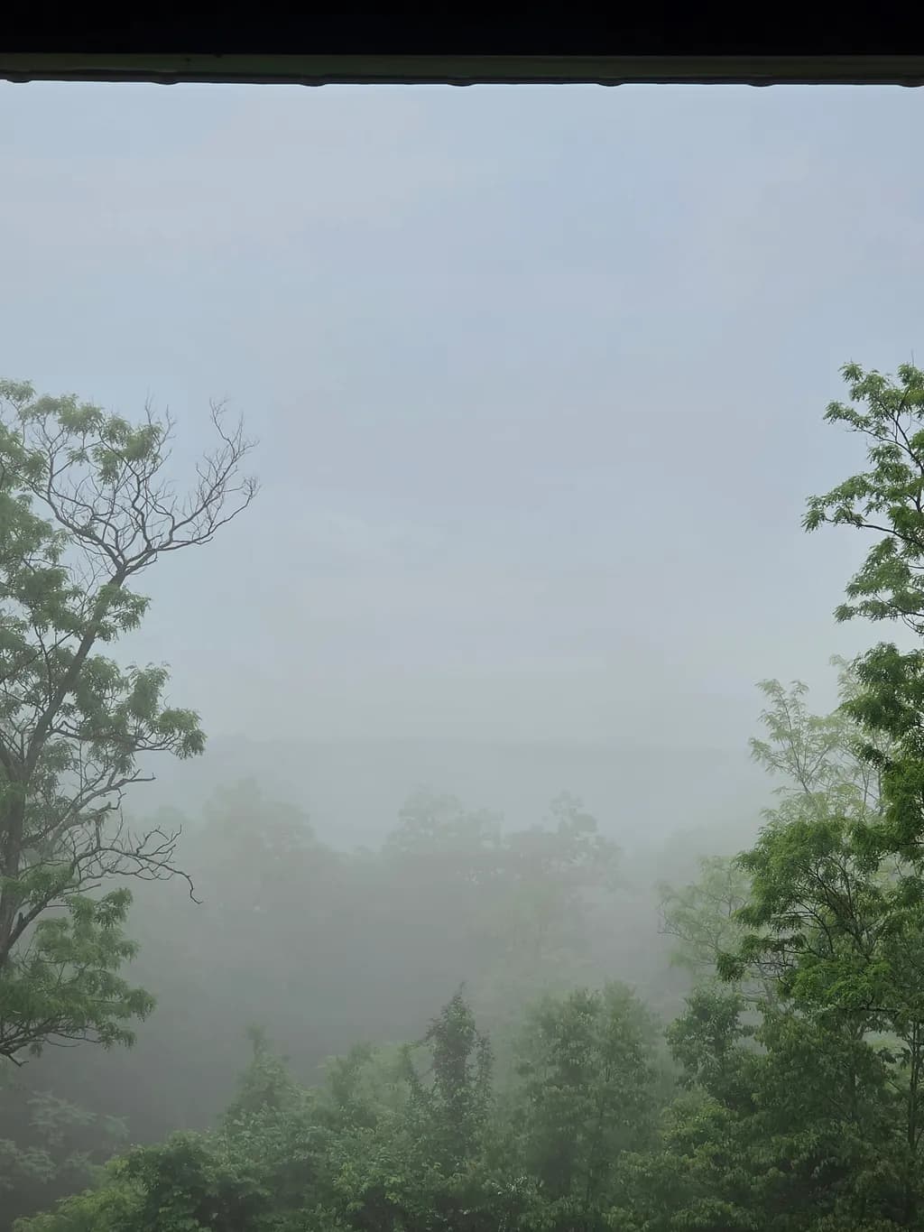 Misty Woodland Veil