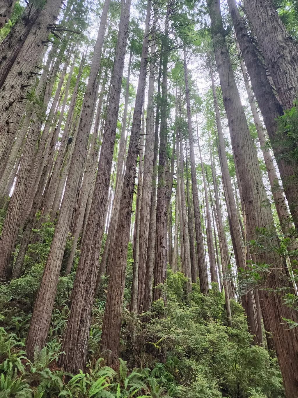 Towering Redwood Forest