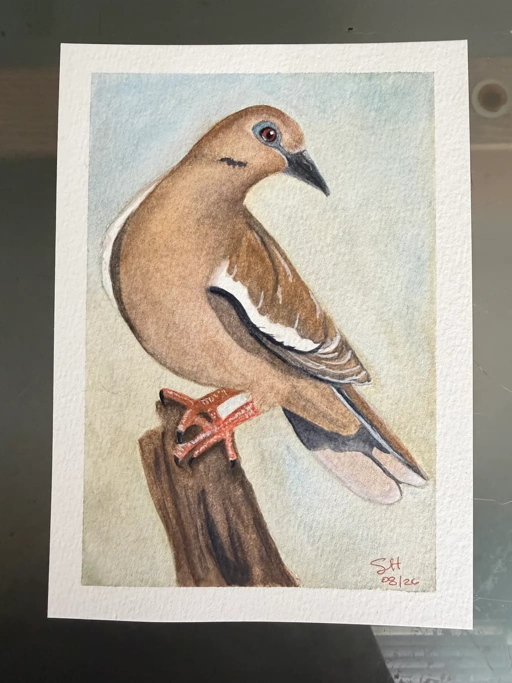 Perched Dove
