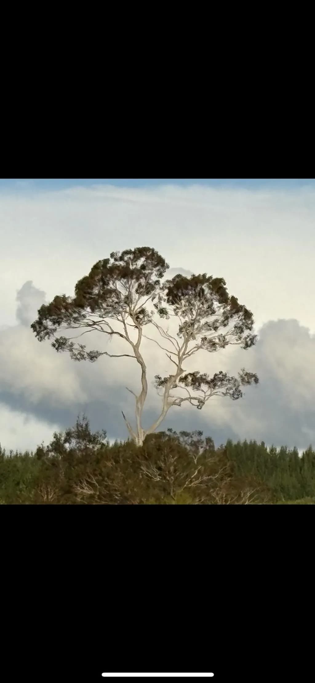 Twin Canopy