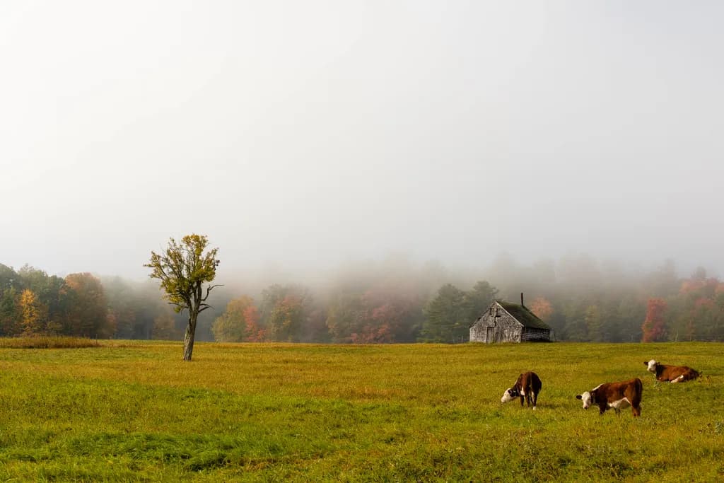 Morning Mist Pasture