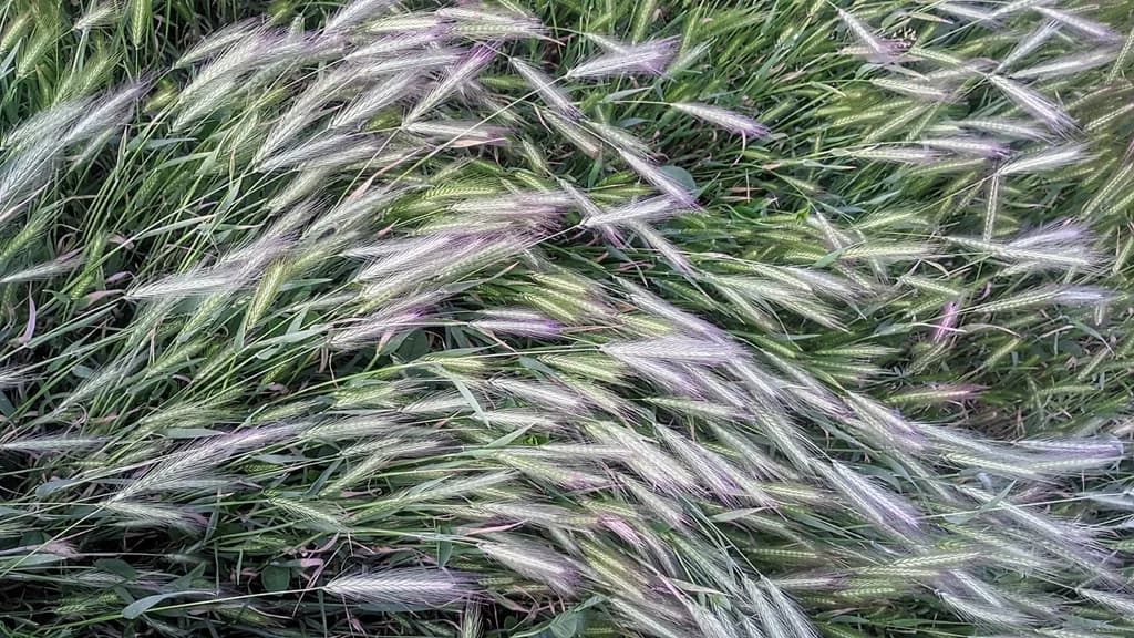 Silvergrass Drift