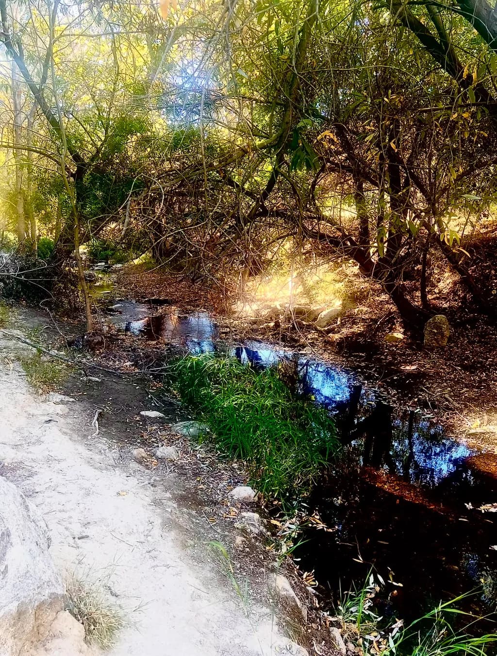 Sunlit Forest Stream