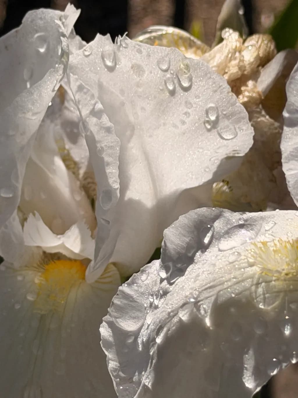 Dew-Kissed Iris