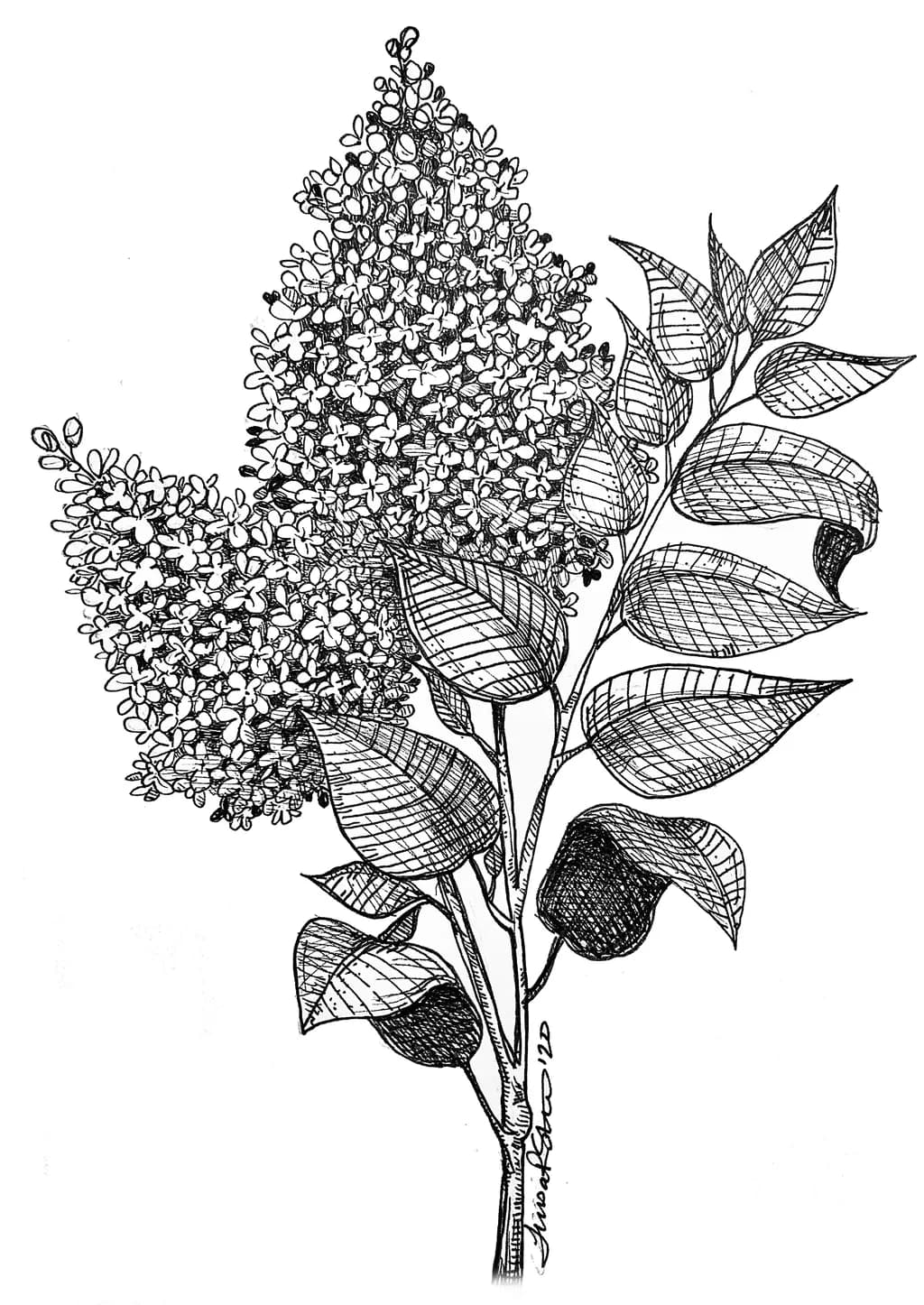 Lilac Cluster