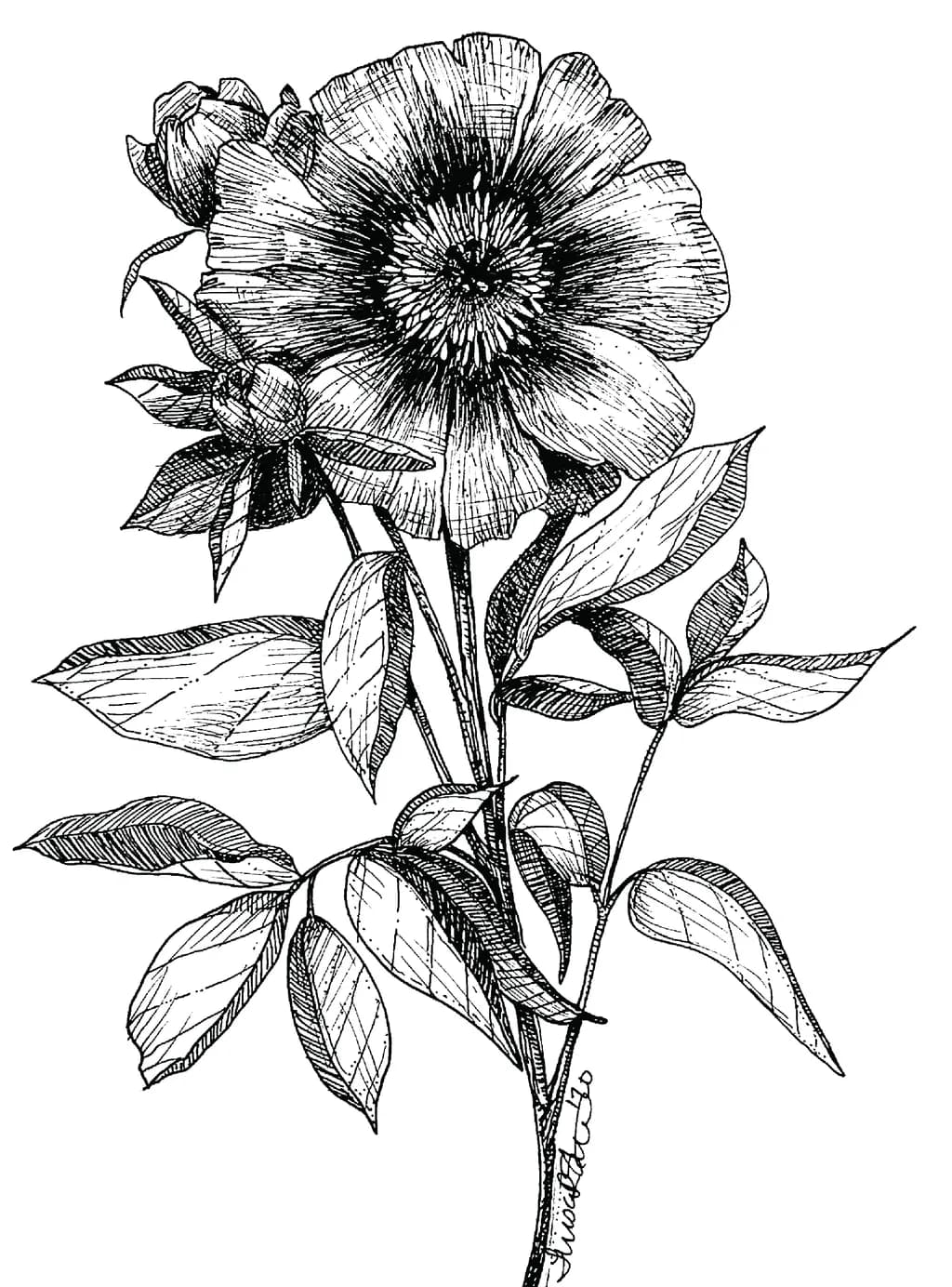 Wildflower Sketch