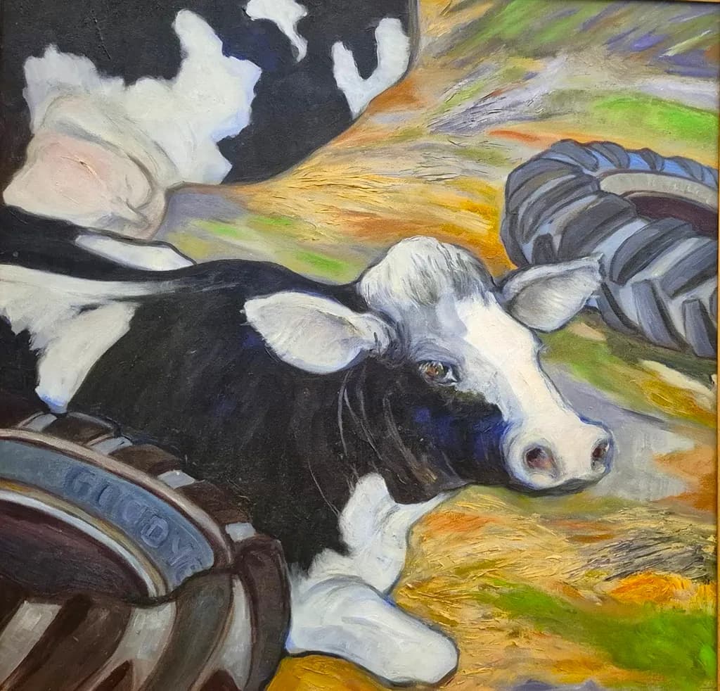 Vermont Cows in Yard