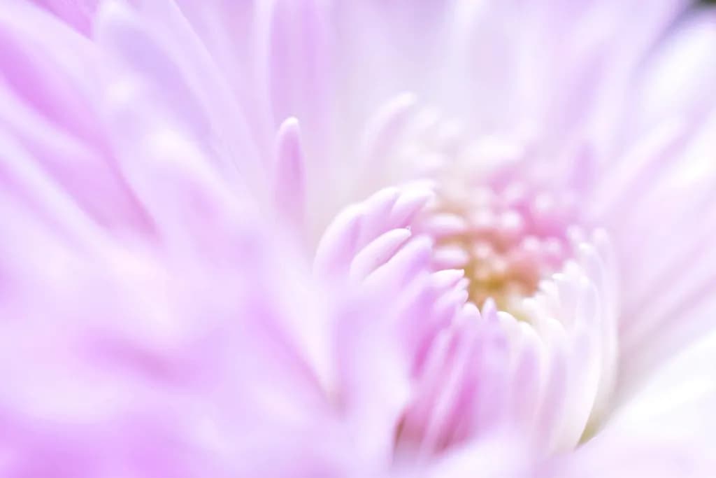 Soft Blossom