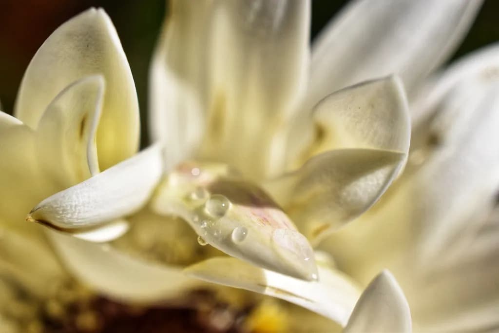 Dewkissed Petals